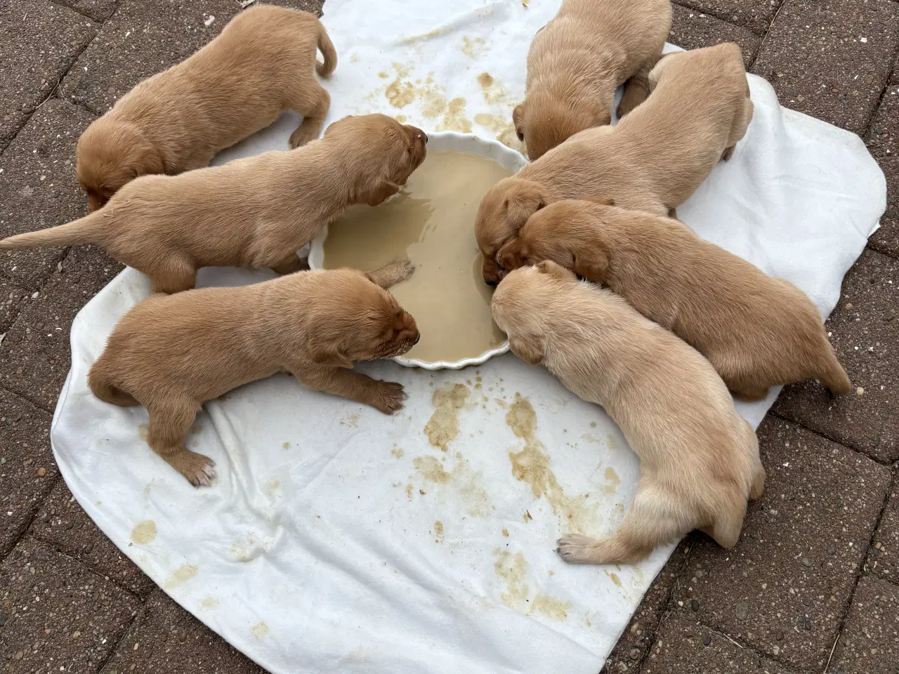 Billede 2 - Labrador hvalpe til salg
