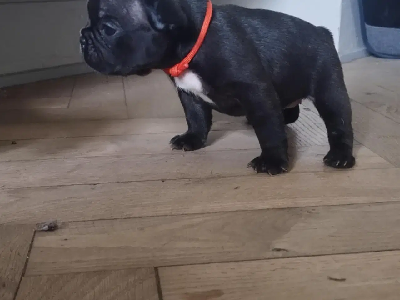 Billede 6 - Fransk bulldog hvalpe