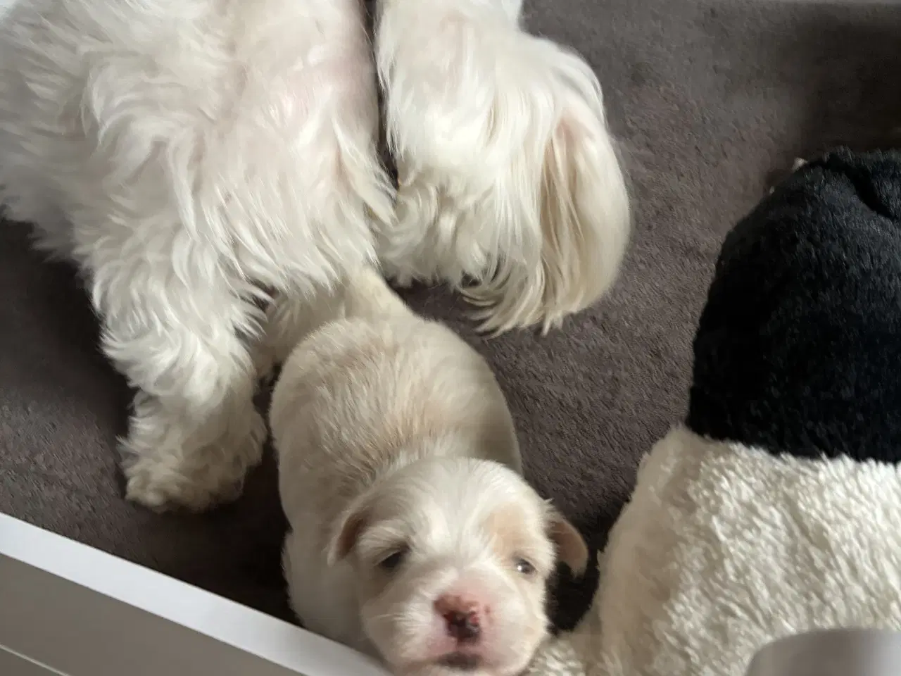 Billede 3 - Søde små Havaton hvalpe
