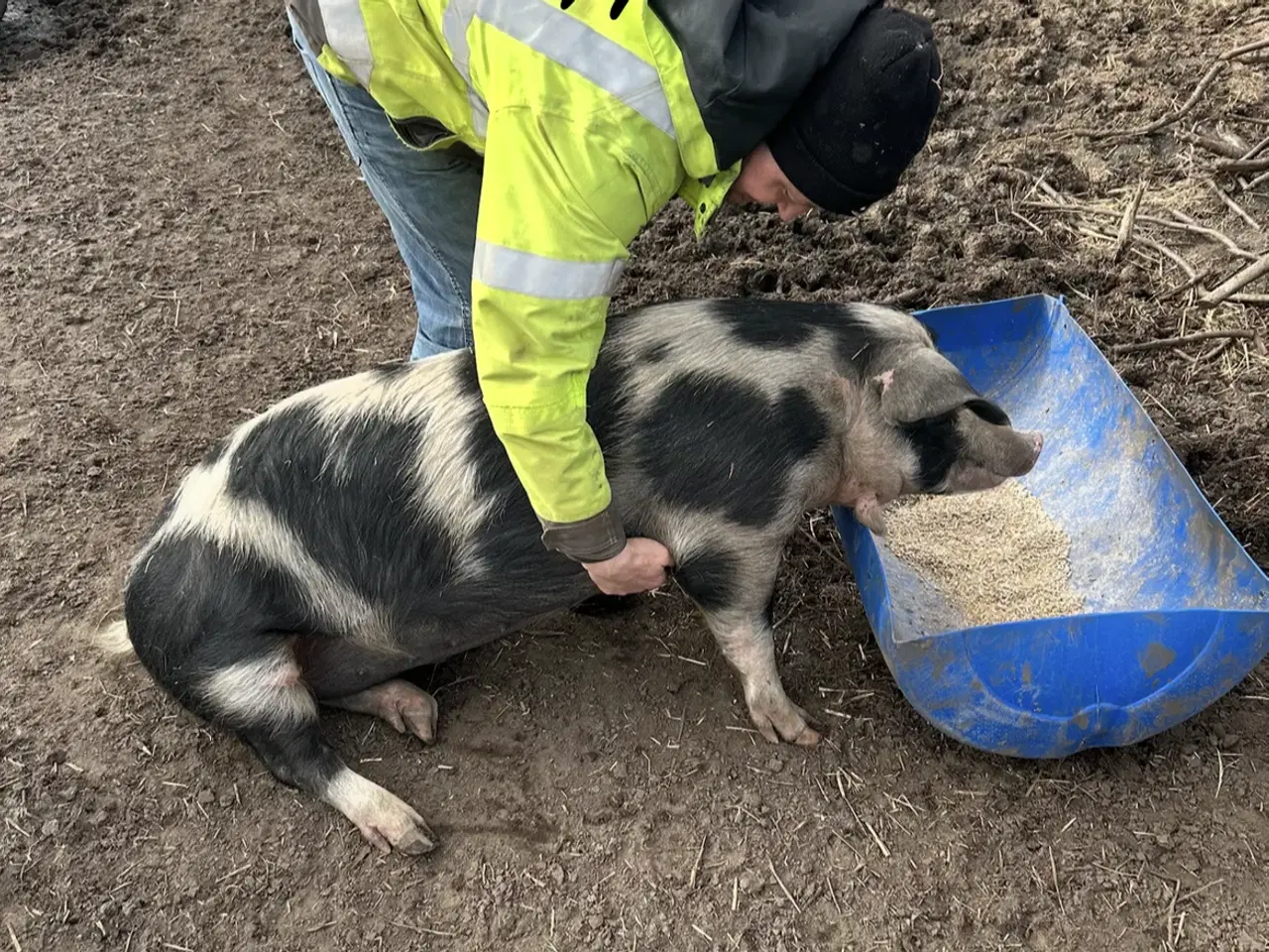 Billede 5 - Sort broget dansk landrace