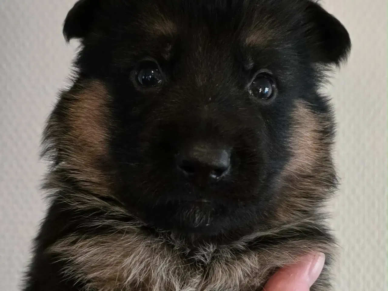 Billede 2 - Top Schæfer hvalp 