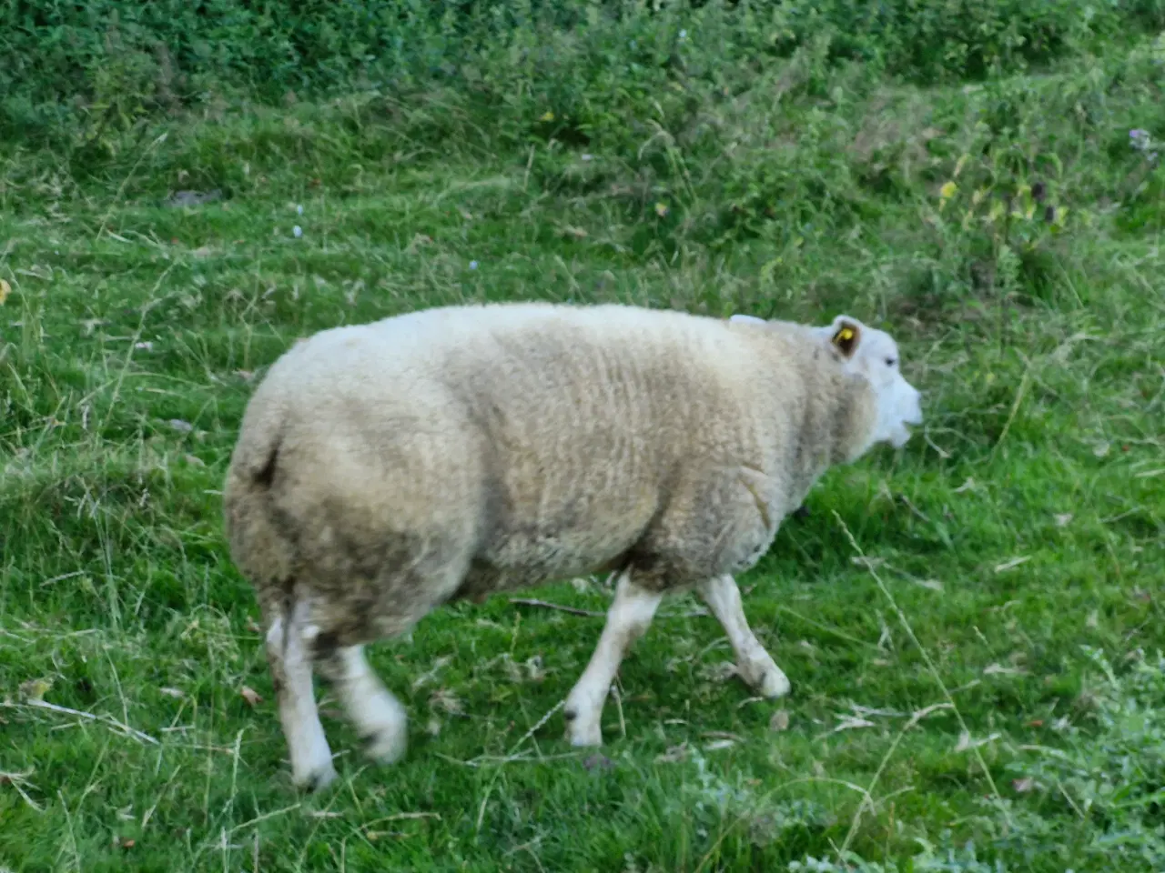 Billede 9 - Texel lam årgang 2024