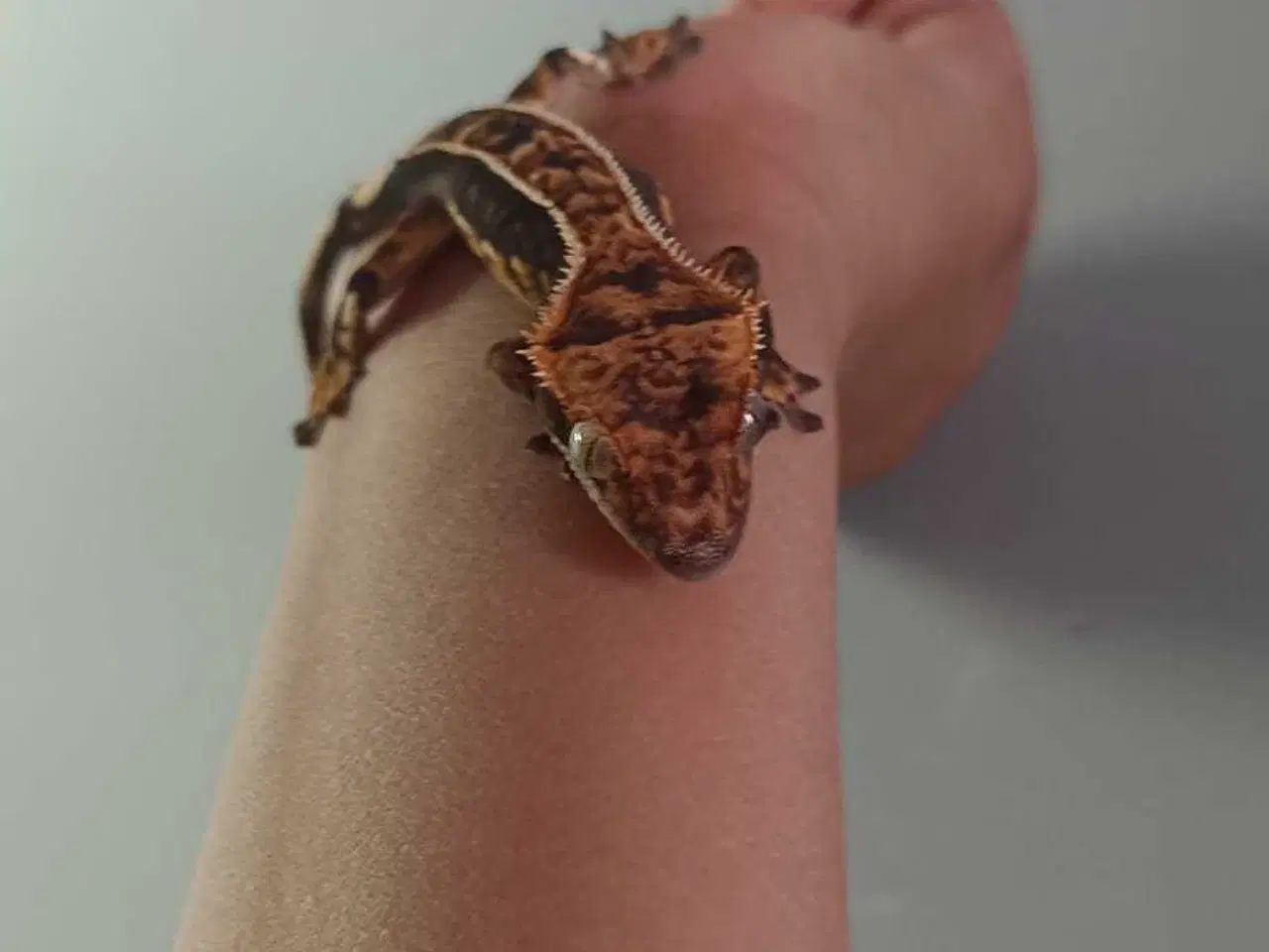 Billede 2 - Gekko to unger