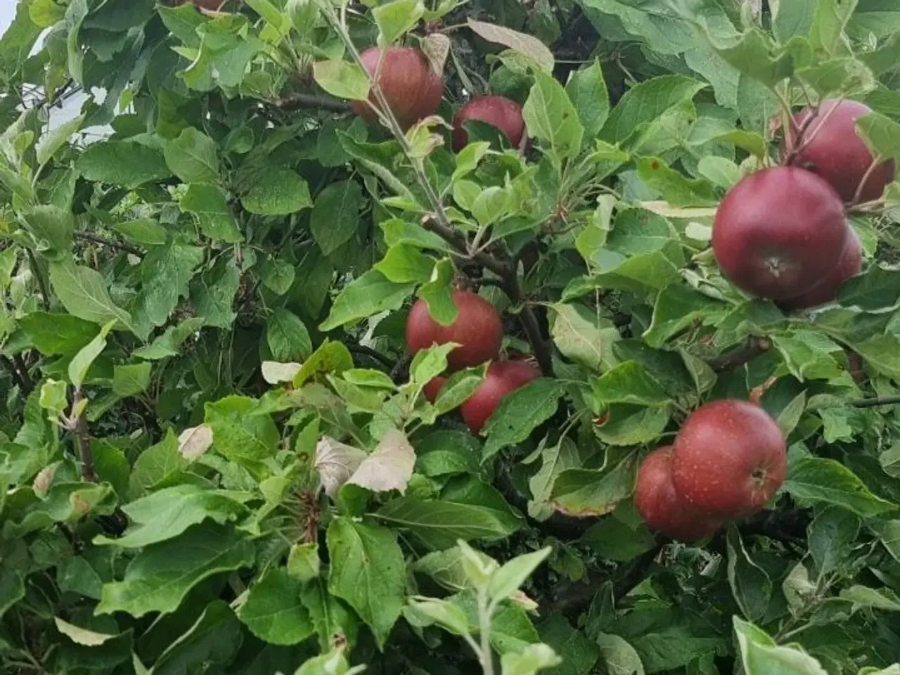 Billede 7 - Hyggelig kolonihave i møllehaven, fensmark 