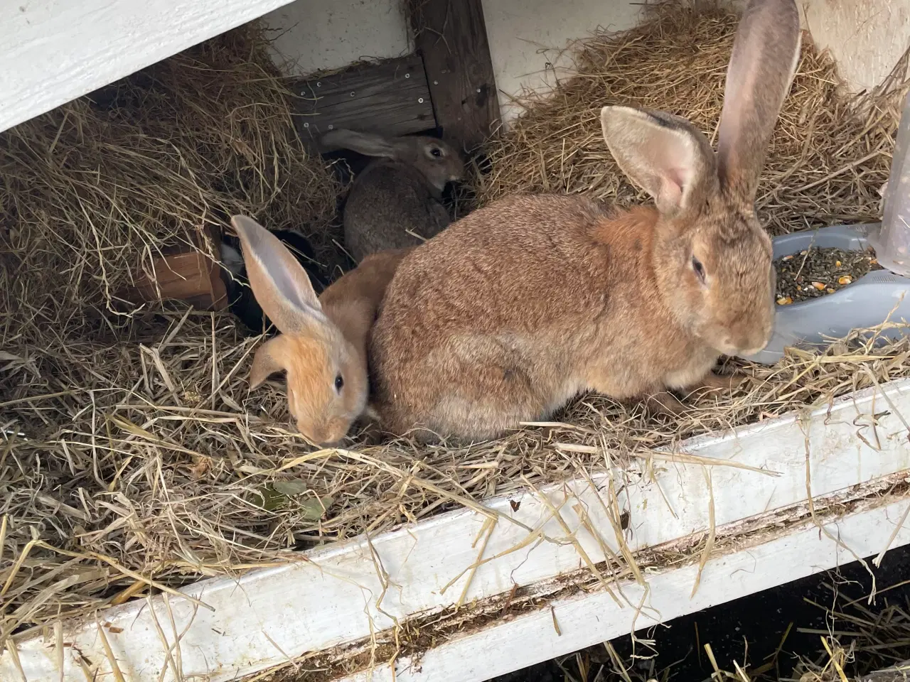 Billede 7 - Franskvædder/ begiskkæmpe unger