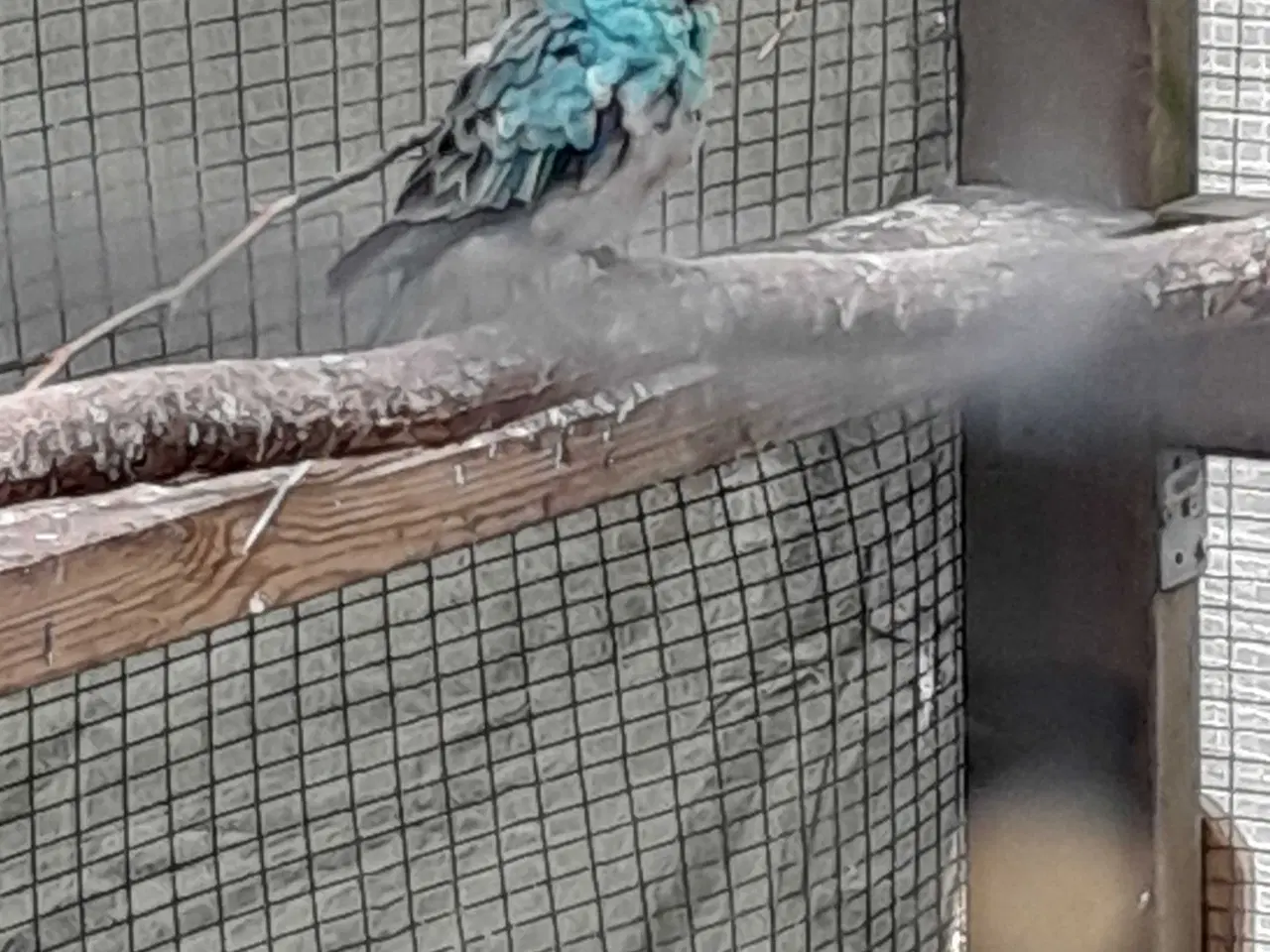 Billede 1 - 4 sangere