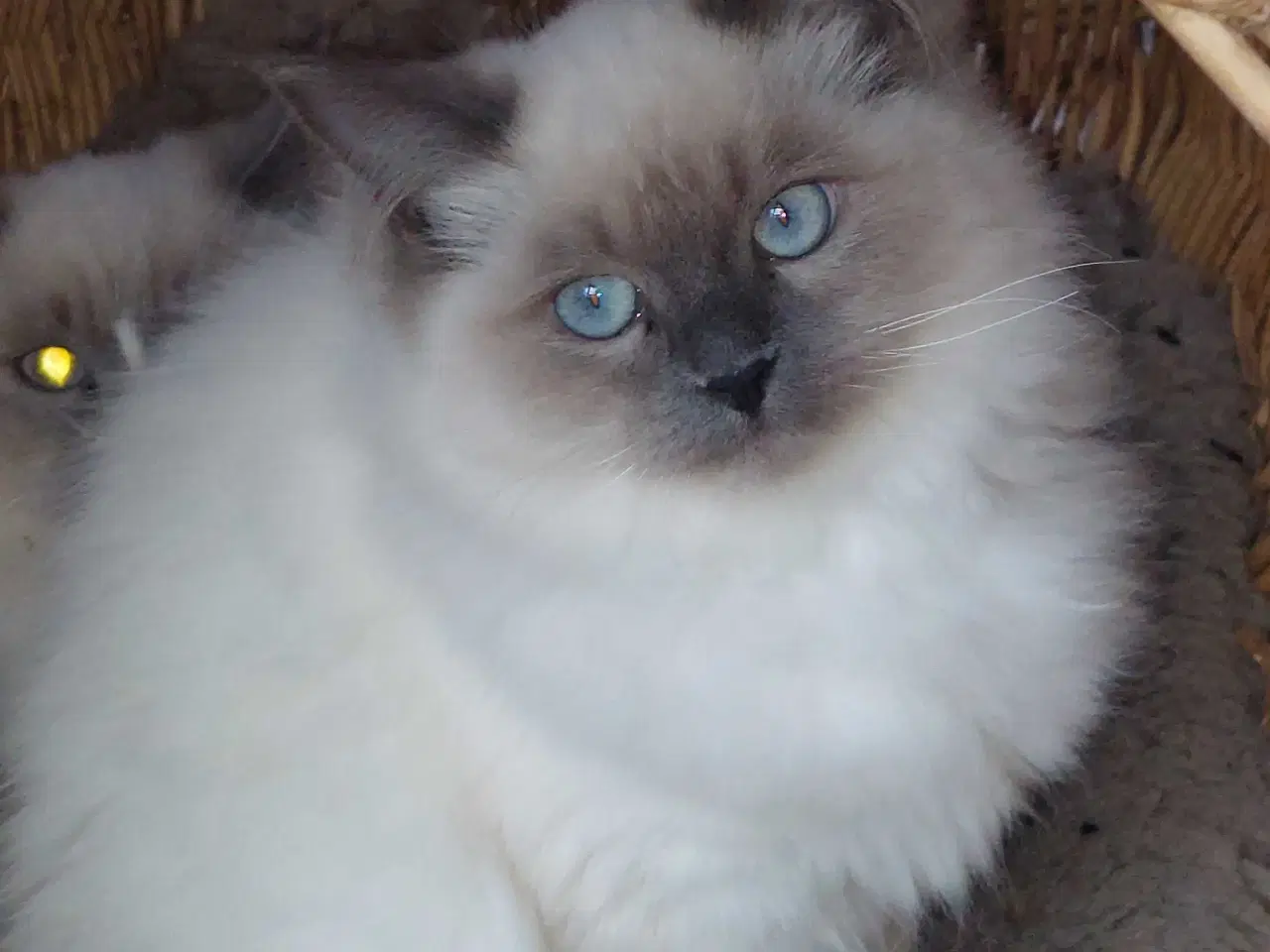 Billede 4 - Ragdoll kattekillinger