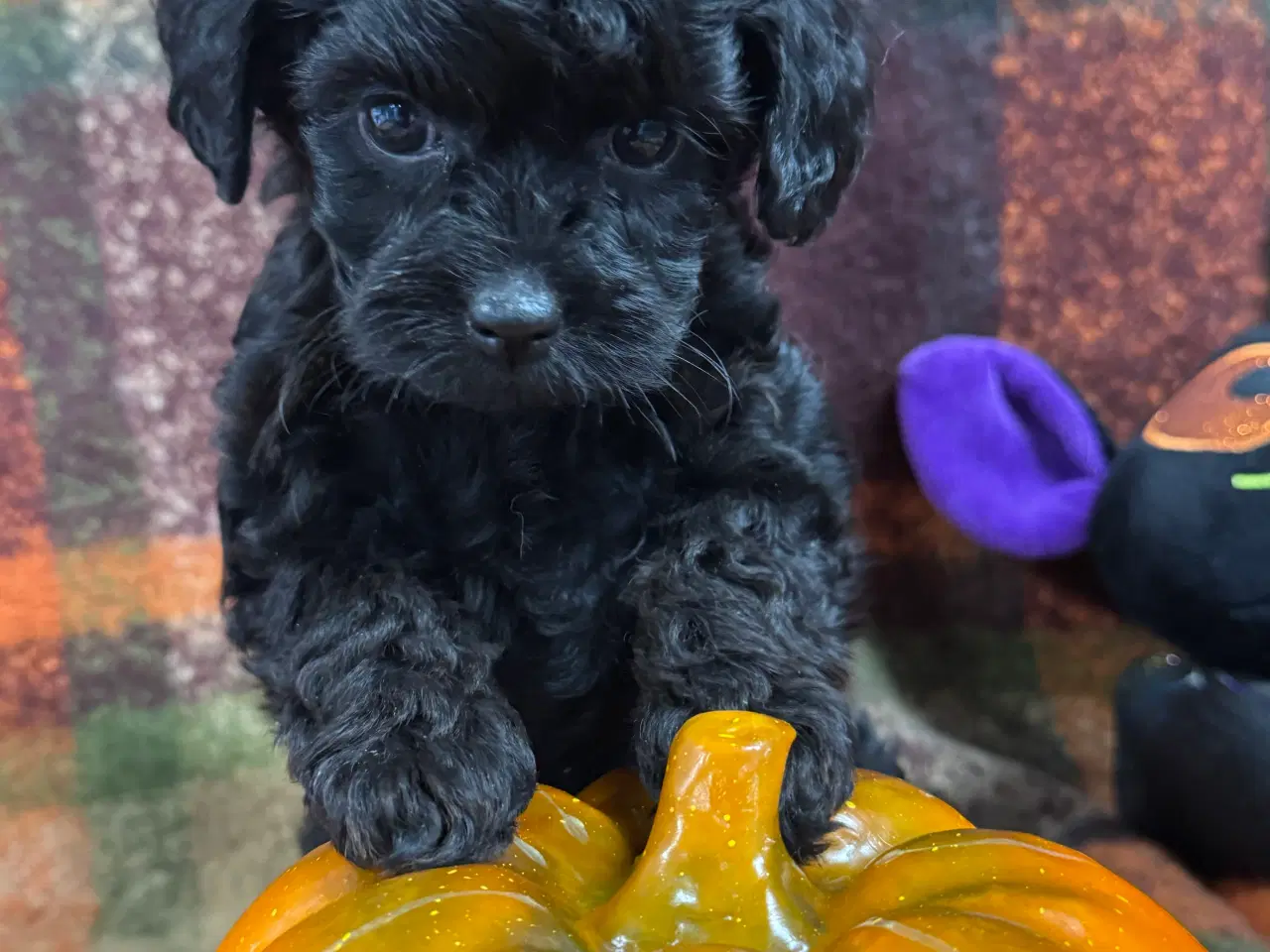 Billede 3 - ✨🐾 Engelske Cockapoo hvalpe søger nye hjem 