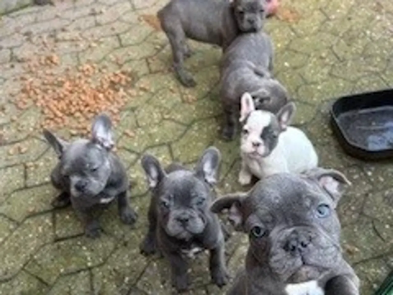Billede 6 - FRANSK BULLDOG HVALPE 8 UGER SALGSKLAR NU