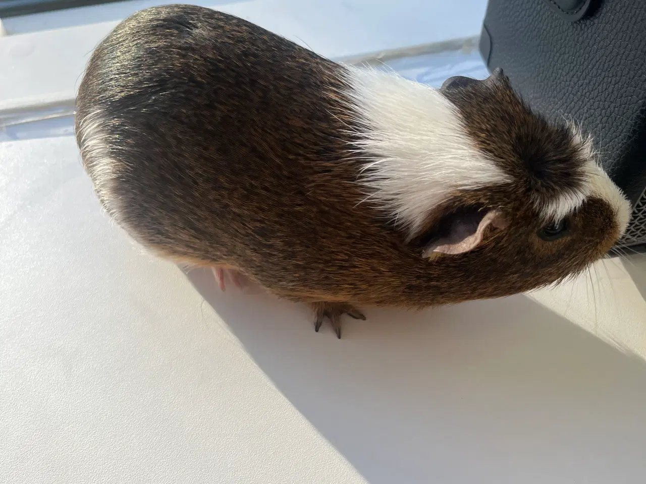 Billede 2 - Han marsvin til salg ( kan godt forhandle med pris
