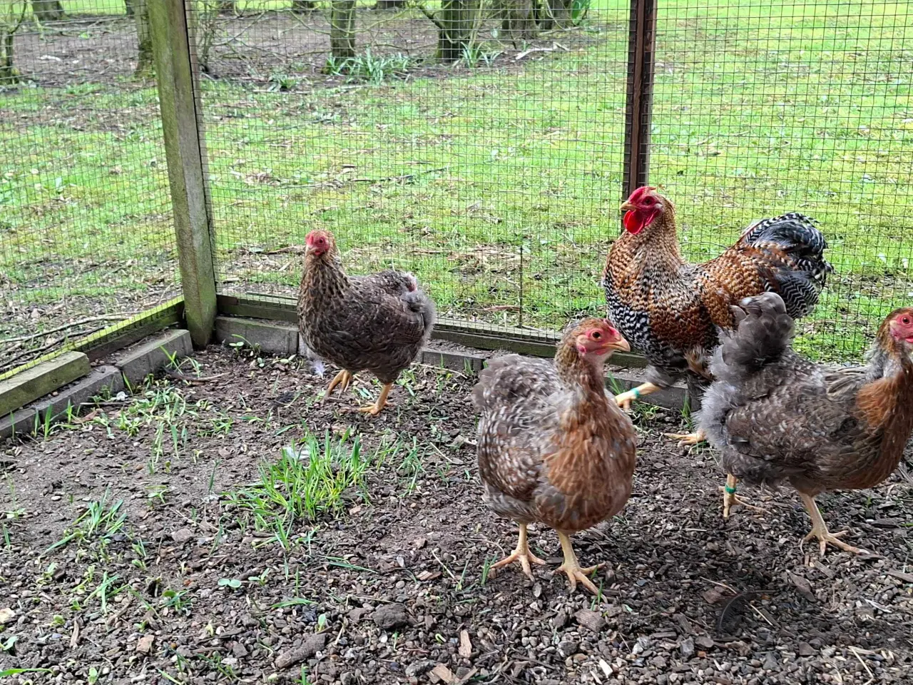 Billede 1 - Dværghøns 