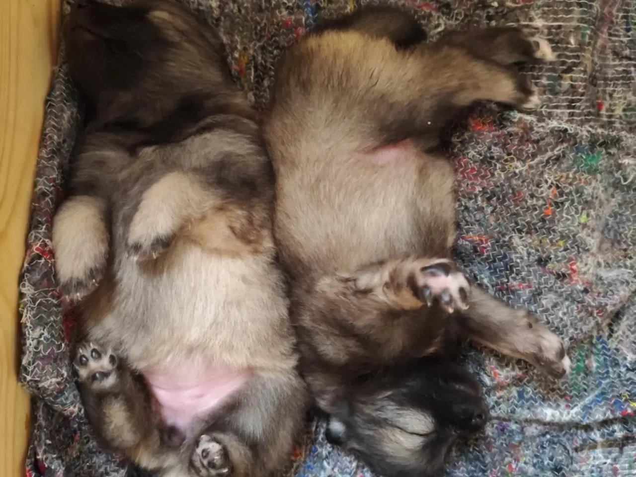 Billede 6 - Keeshond hvalpe