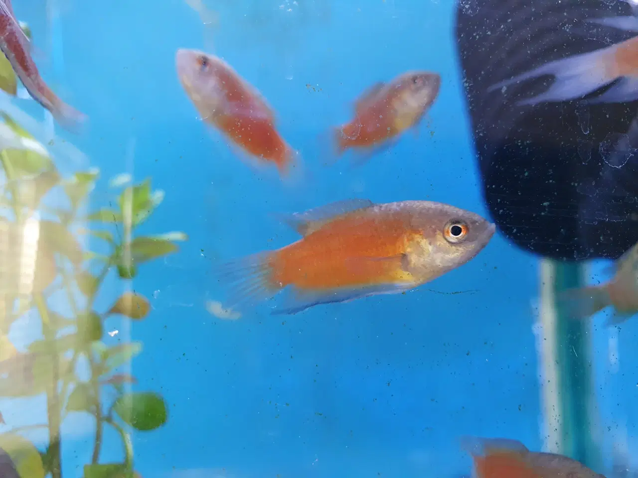 Billede 3 - 🔴🐟 **Røde paradisfisk til salg!** 🐟🔴