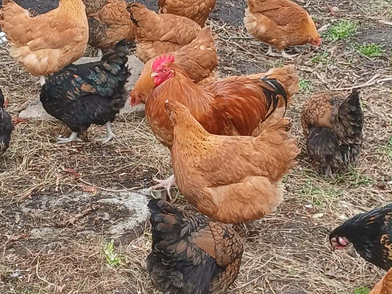 Billede 18 - Hønniker af store æglæggereø