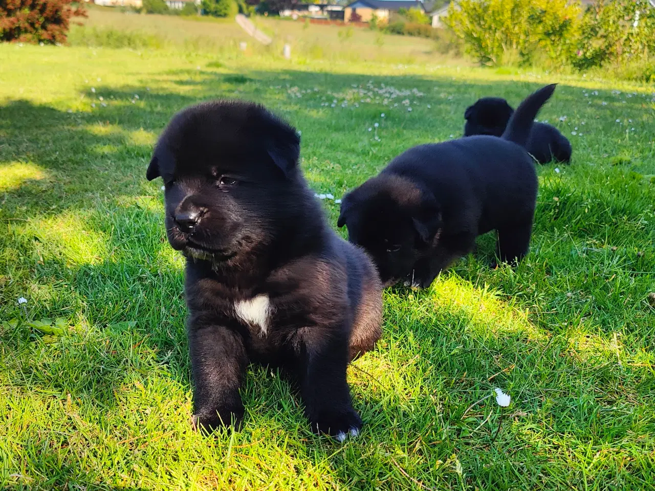 Billede 2 - Hundehvalpe af Samojede/Labrador 