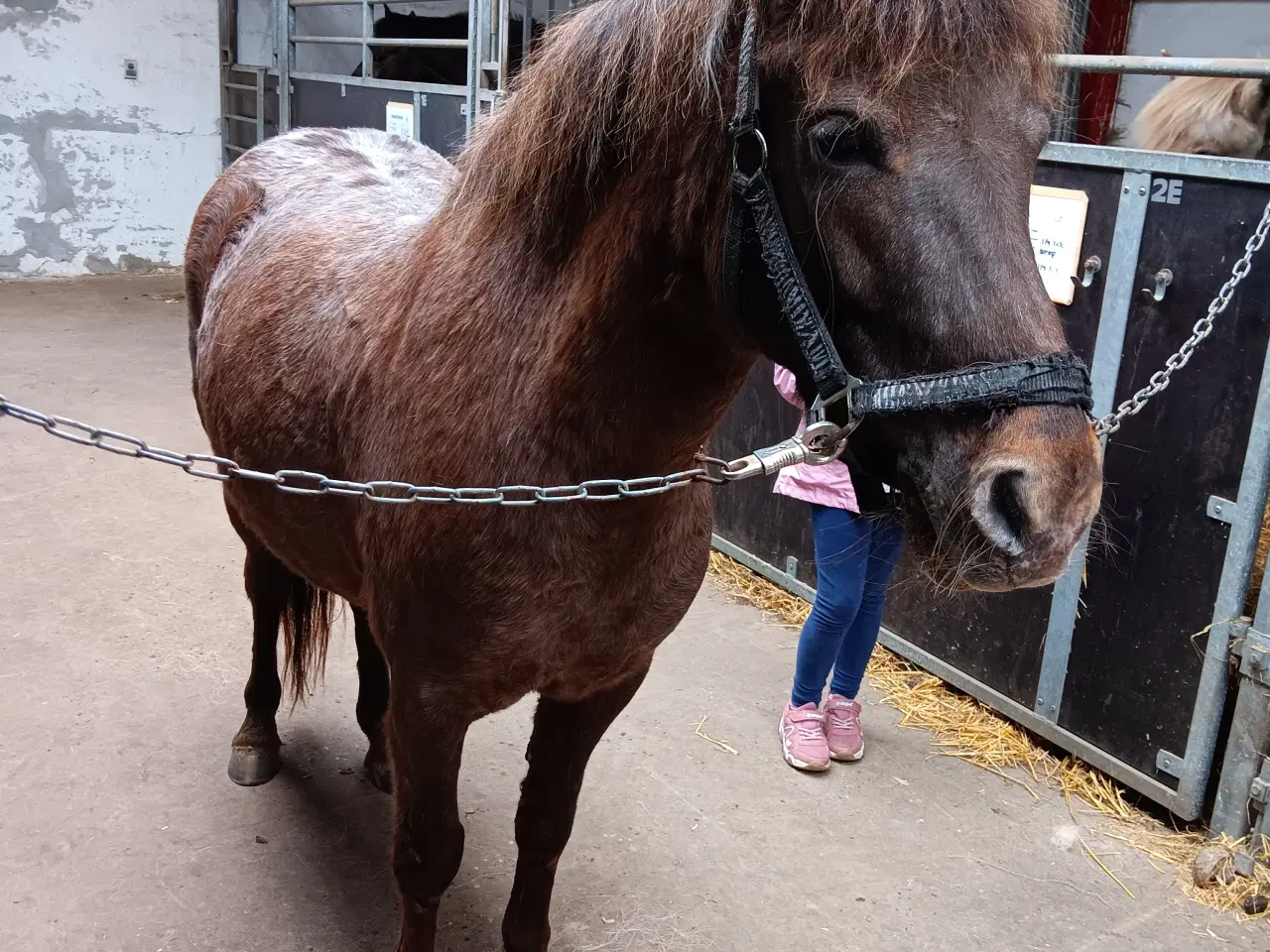 Billede 1 - Fin stor 3'er pony 