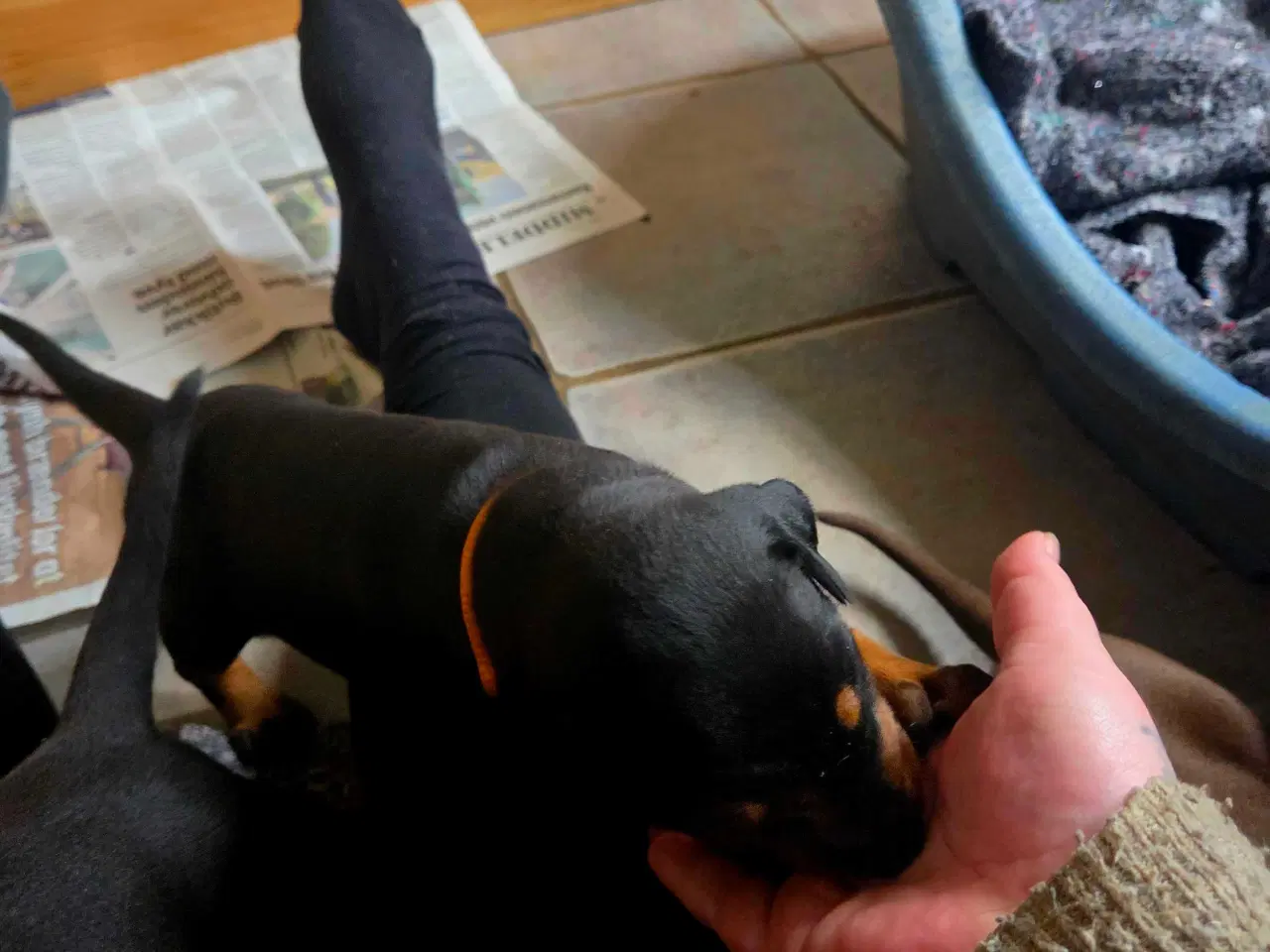 Billede 18 - Dobermann hvalpe