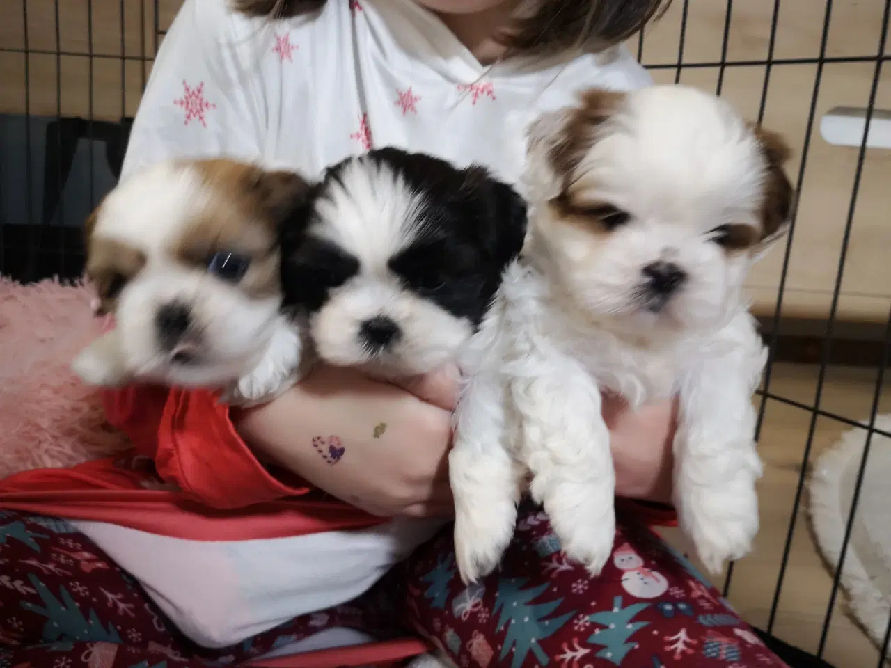 Billede 6 - Shih tzu Hvalpe