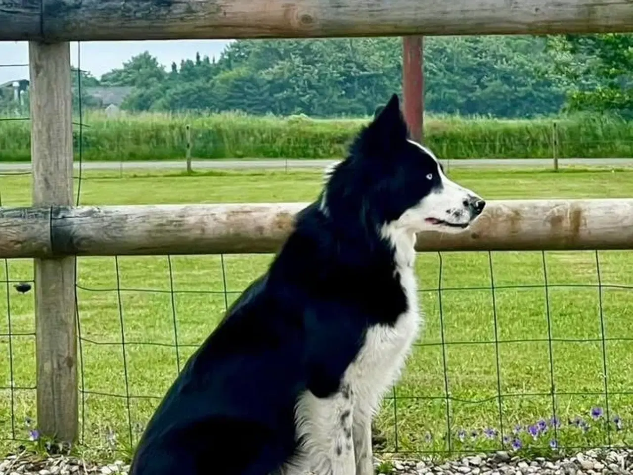 Billede 5 - Tre smukke blandingshunde - border collie mm.