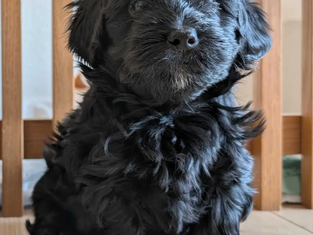 Billede 7 - Rumle og børste - Maltipoo