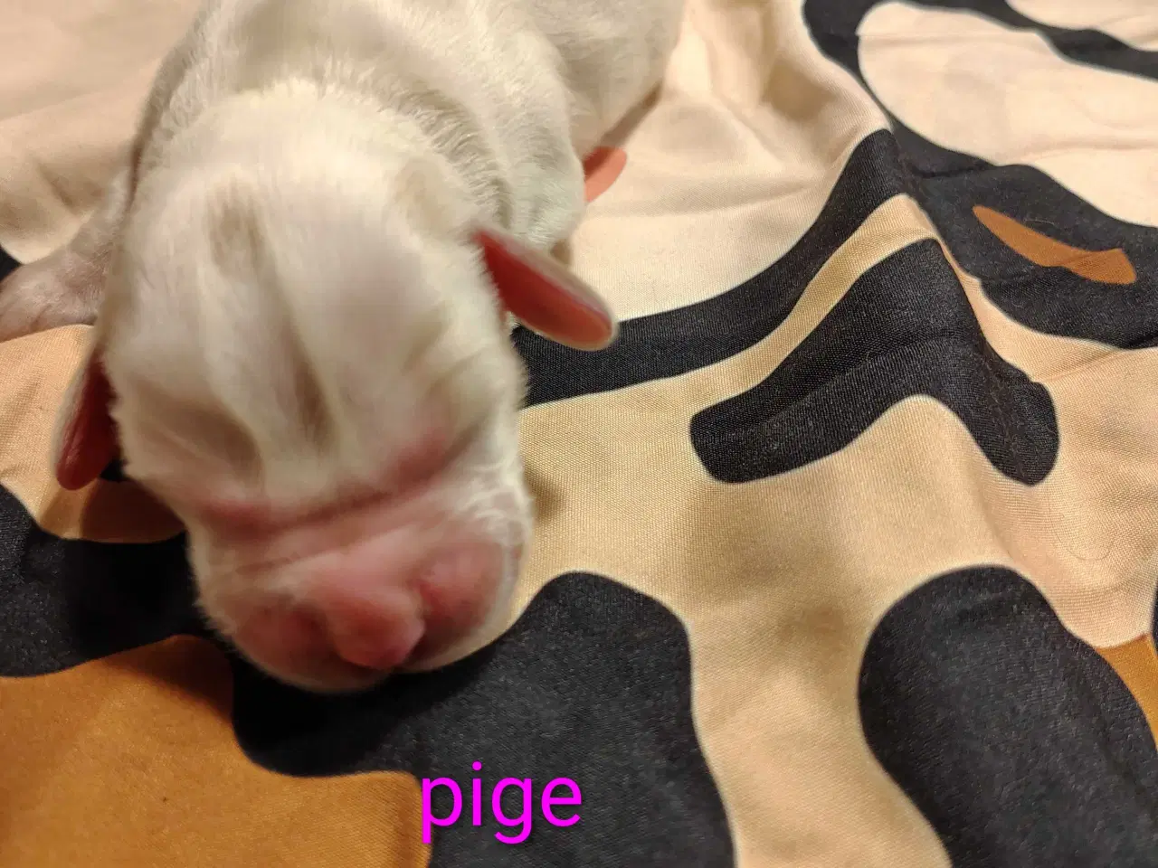 Billede 5 - Cocker Spaniel 