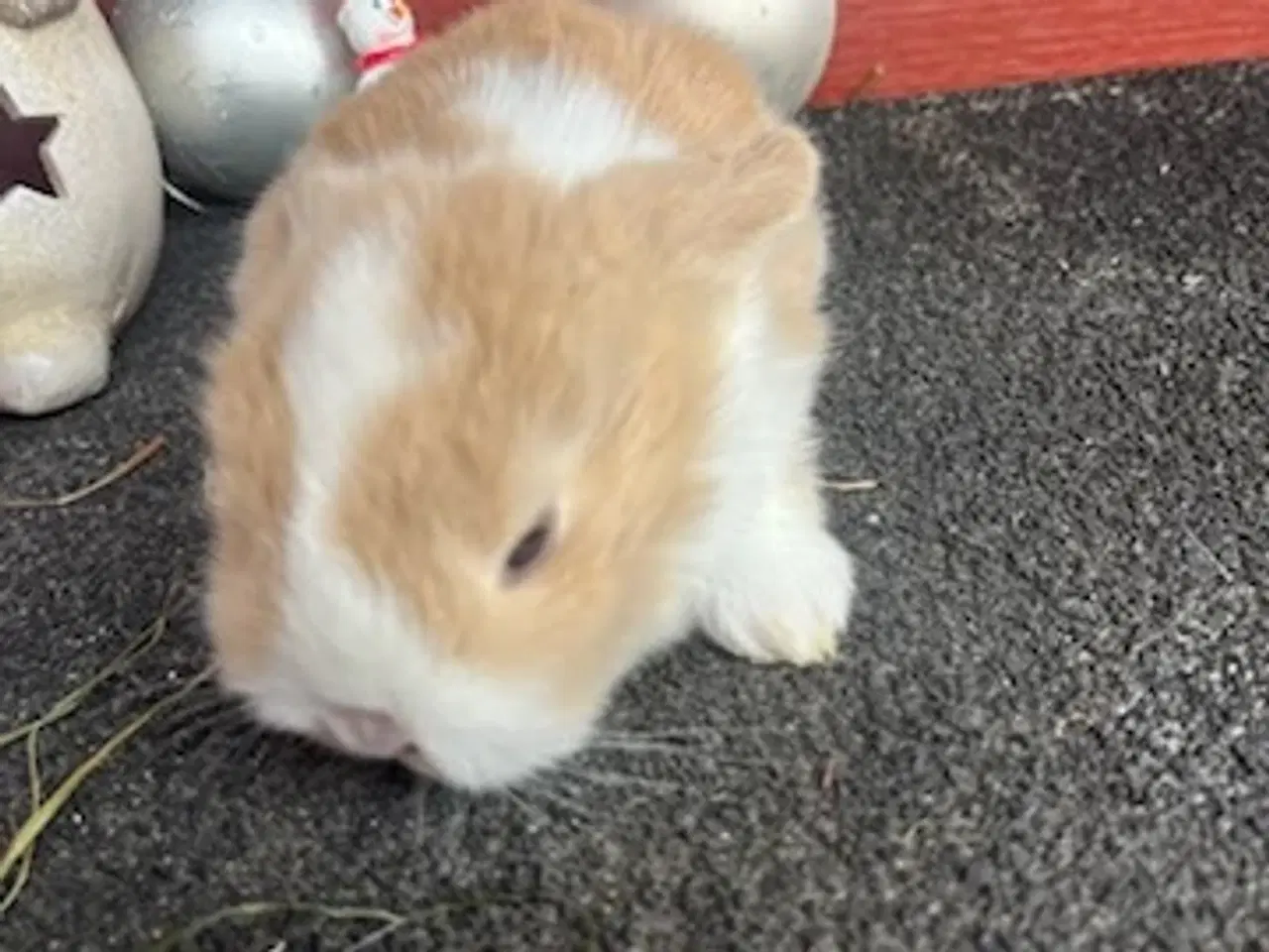 Billede 4 - Små søde kanin unger søger nyt hjem