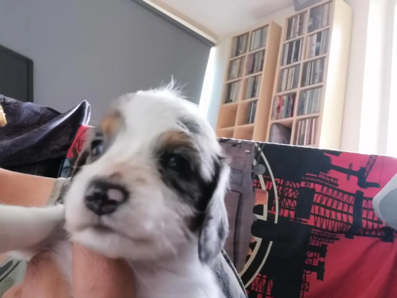 Billede 9 - Langhåret dværg gravhund 
