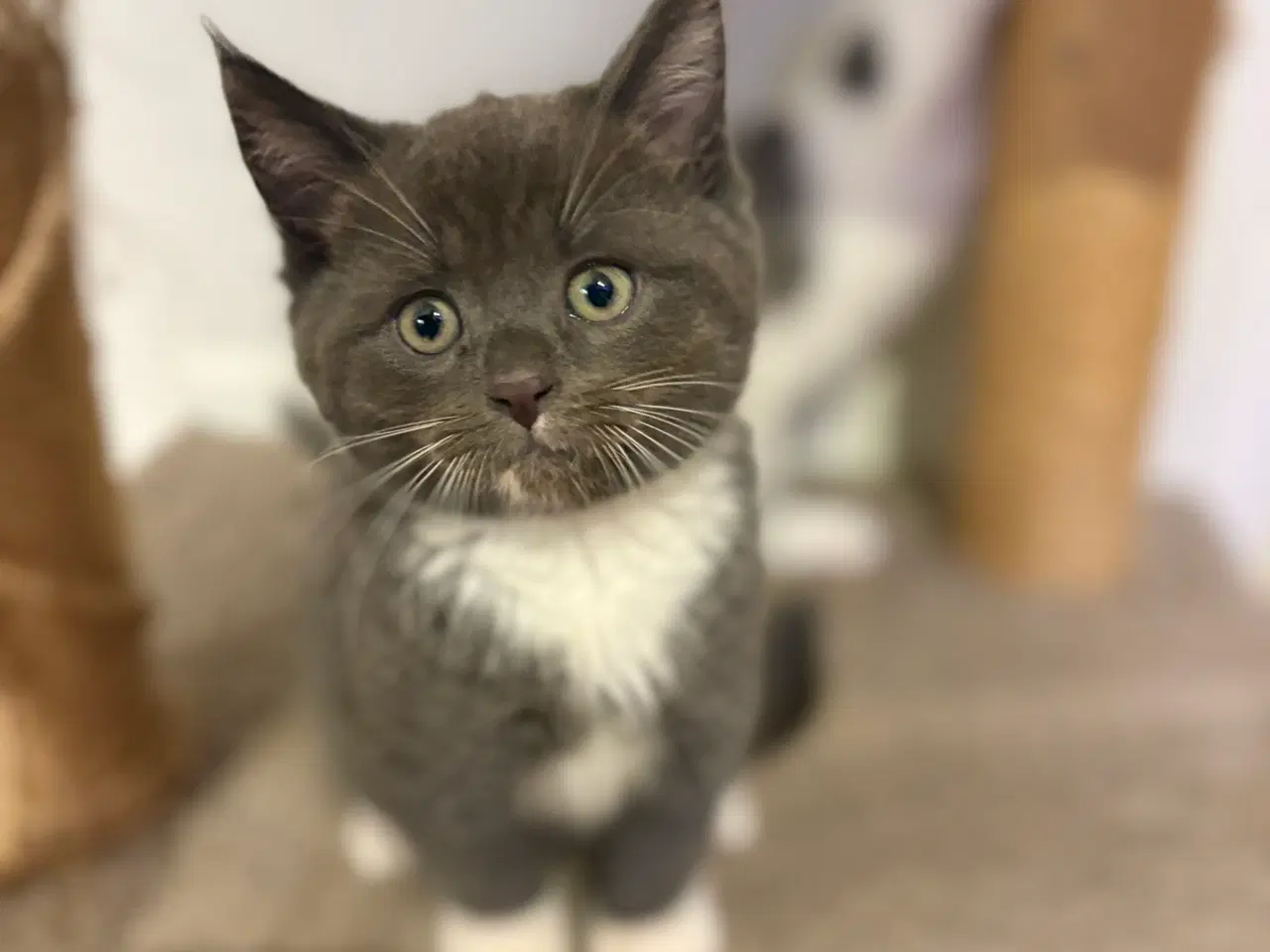 Billede 6 - Søde killinger søger nyt hjem