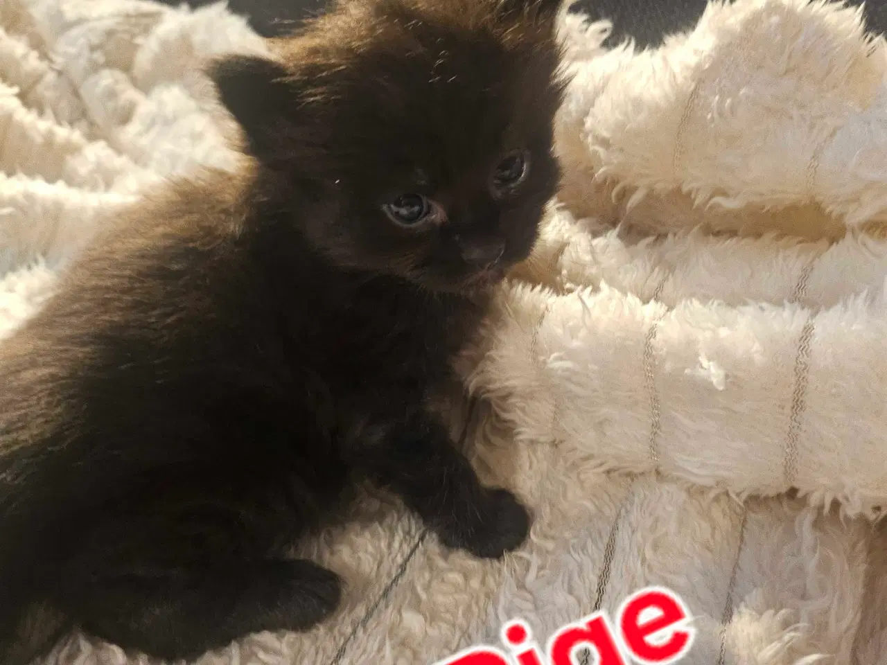 Billede 6 - Maine coon killinger 