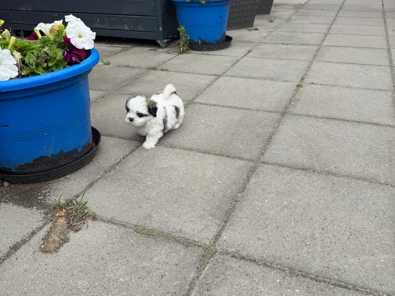 Billede 3 - Lhasa apso tæve