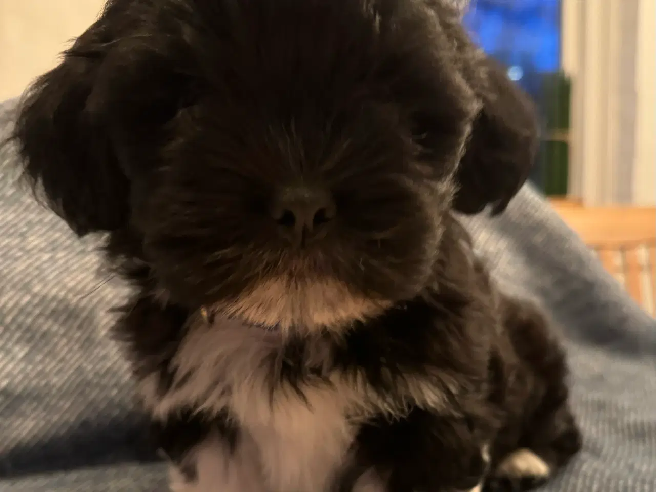 Billede 1 - Lhasa Apso m/DKK