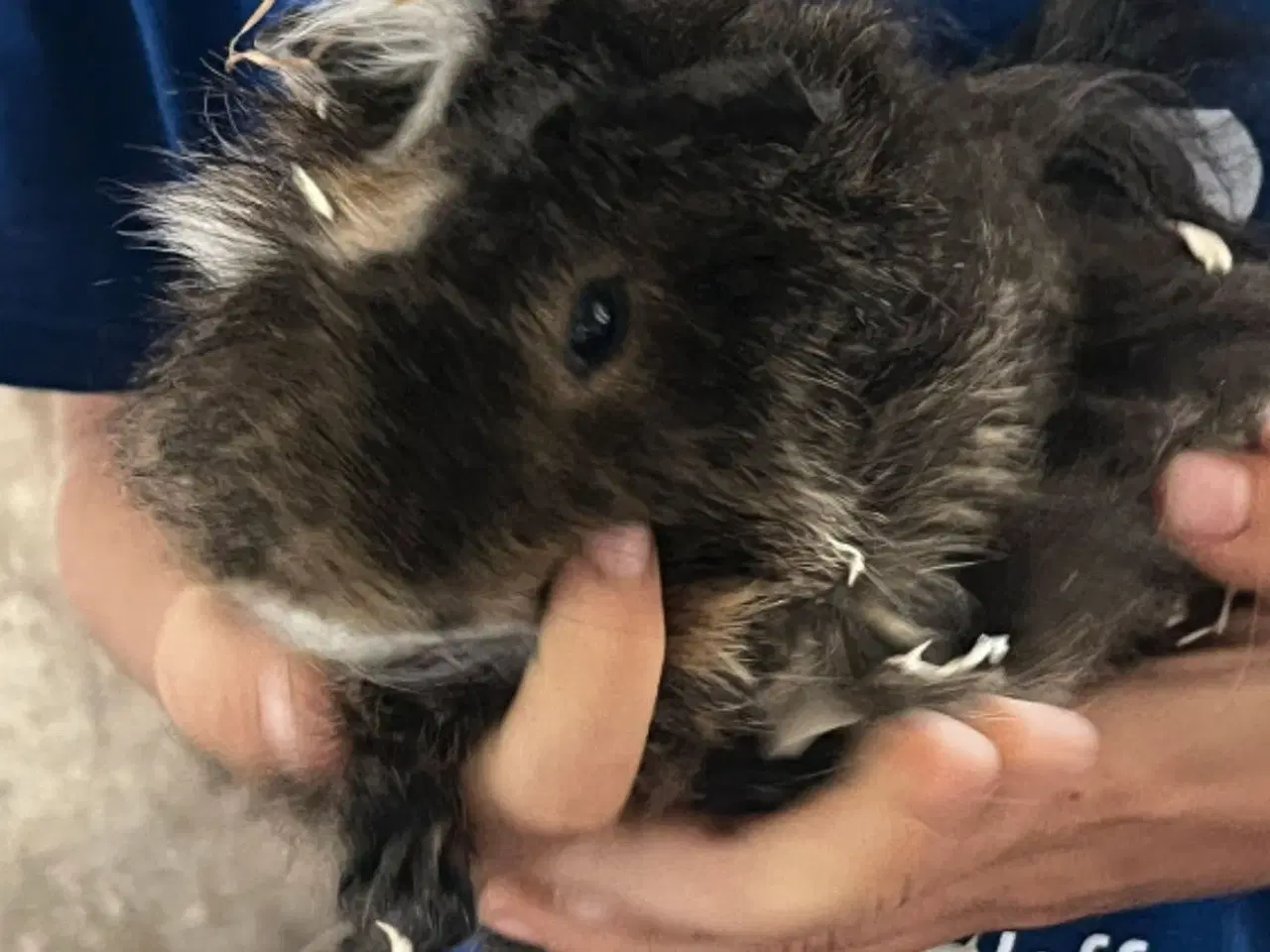 Billede 1 - Marsvine haner - fuld voksen