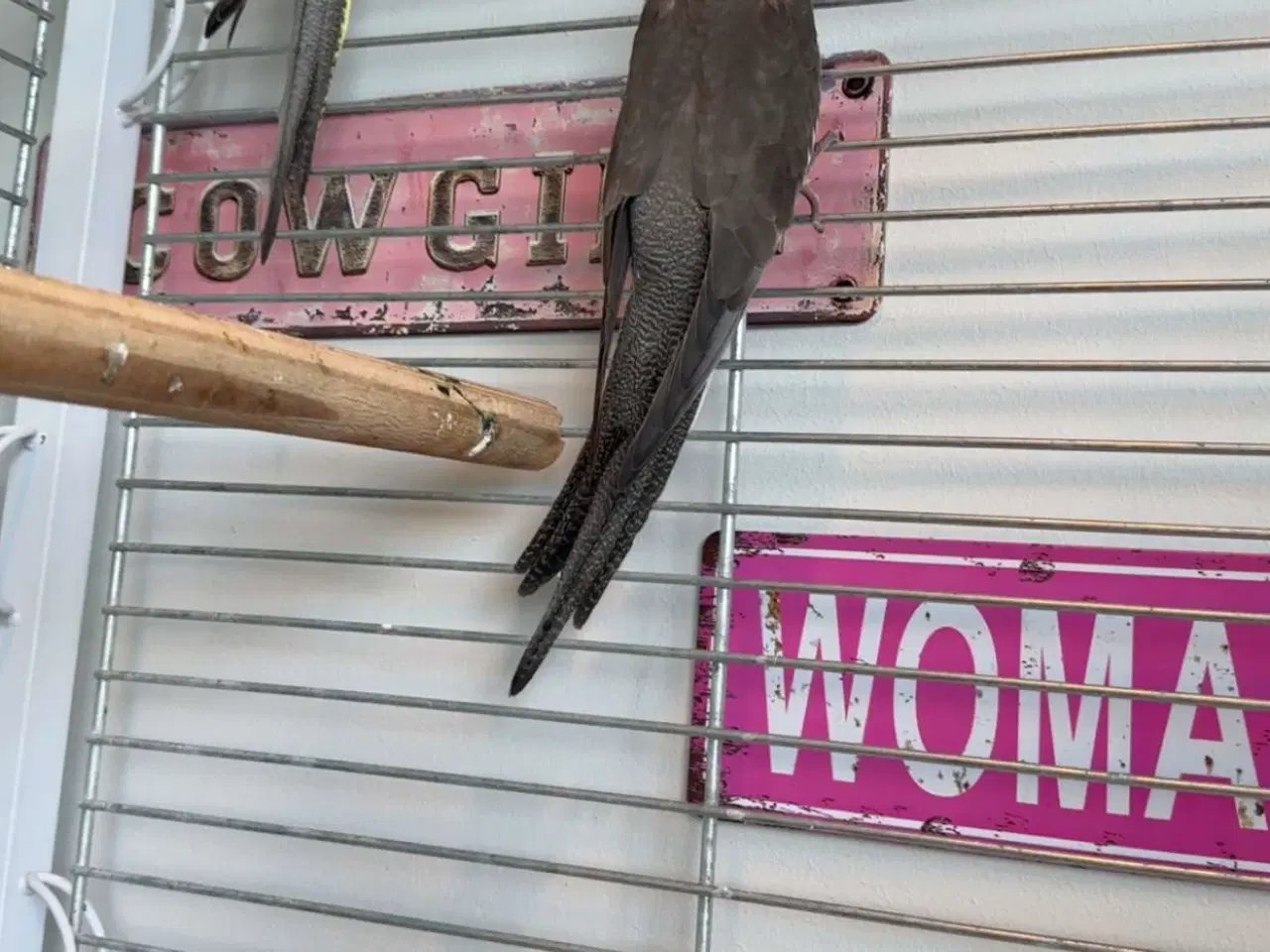 Billede 3 - Nymfeparskitter