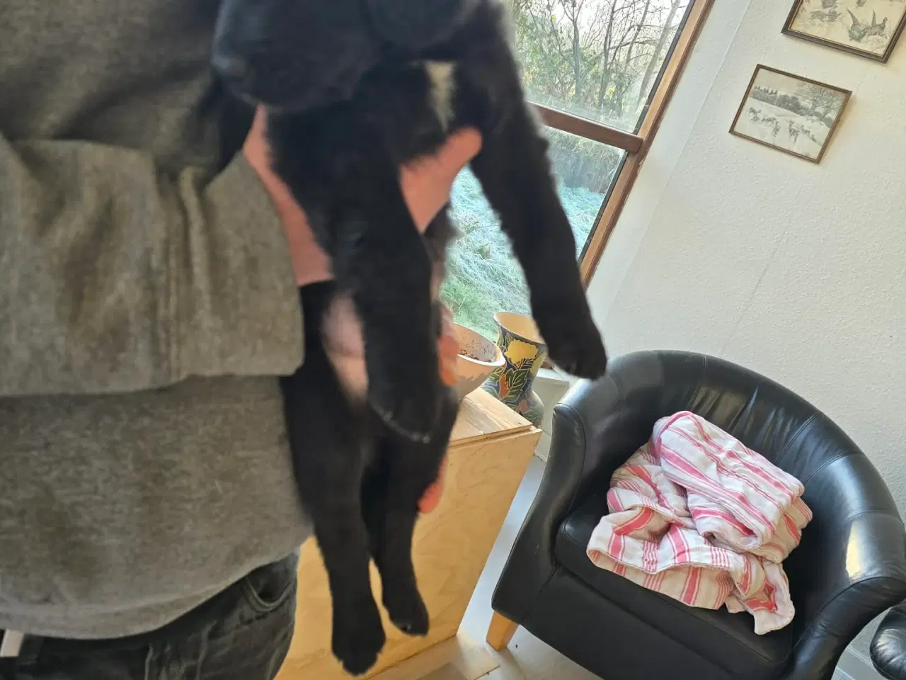 Billede 6 - Bladnings hunde hvalpe