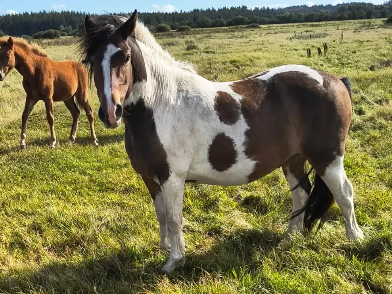 Billede 1 - 3 års vallak, ca. 135 i stang