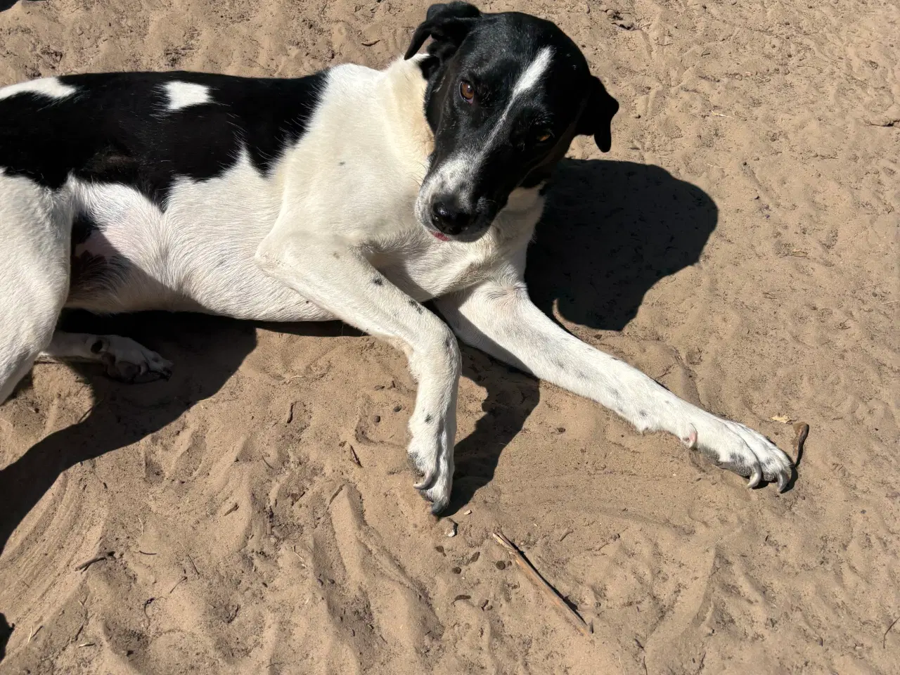 Billede 10 - Wilma til adoption! 🩷