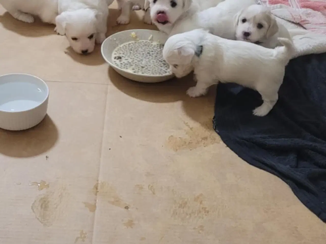 Billede 6 - Coton de Tulear / Malteser. Bomuldshund.