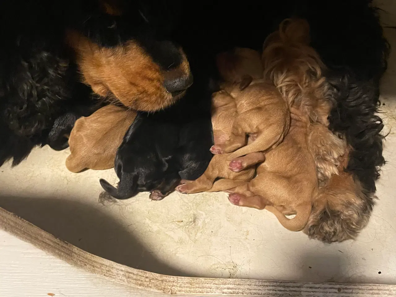 Billede 2 - Cocker spaniel hvalpe med stamtavle 