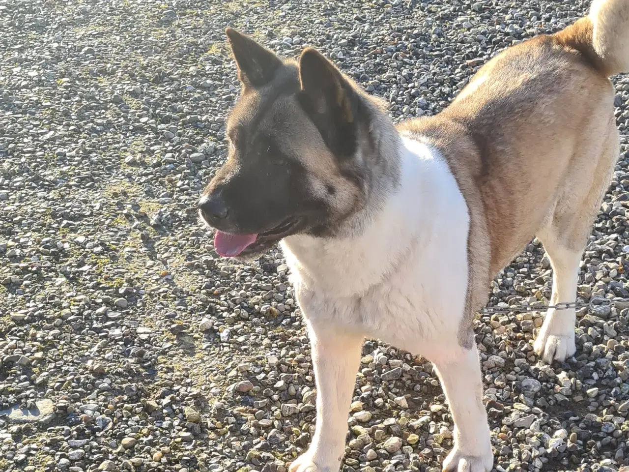 Billede 6 - Dreng hundehvalp Akita American 