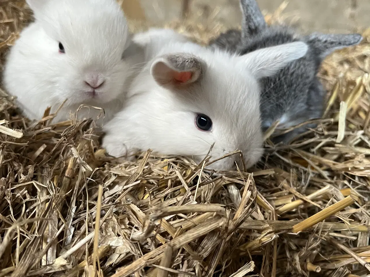 Billede 14 - Minilop/lionlop unger sælges 🐰