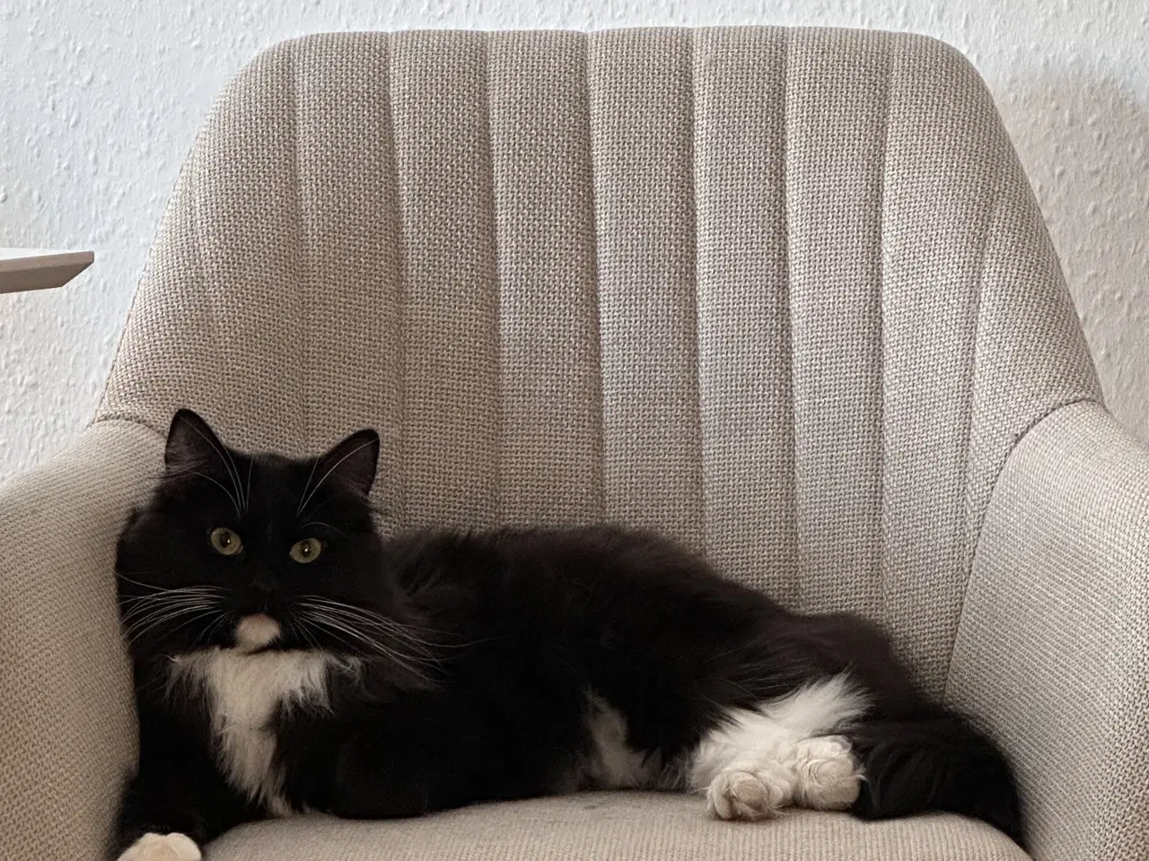 Billede 1 - Onkel Ole søger nyt hjem 