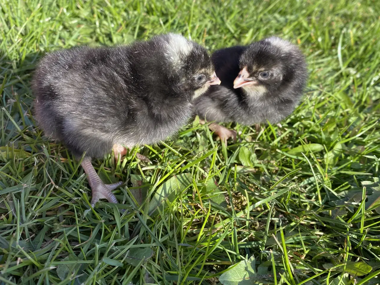 Billede 3 - Tværstribet Plymouth rock kyllinger 