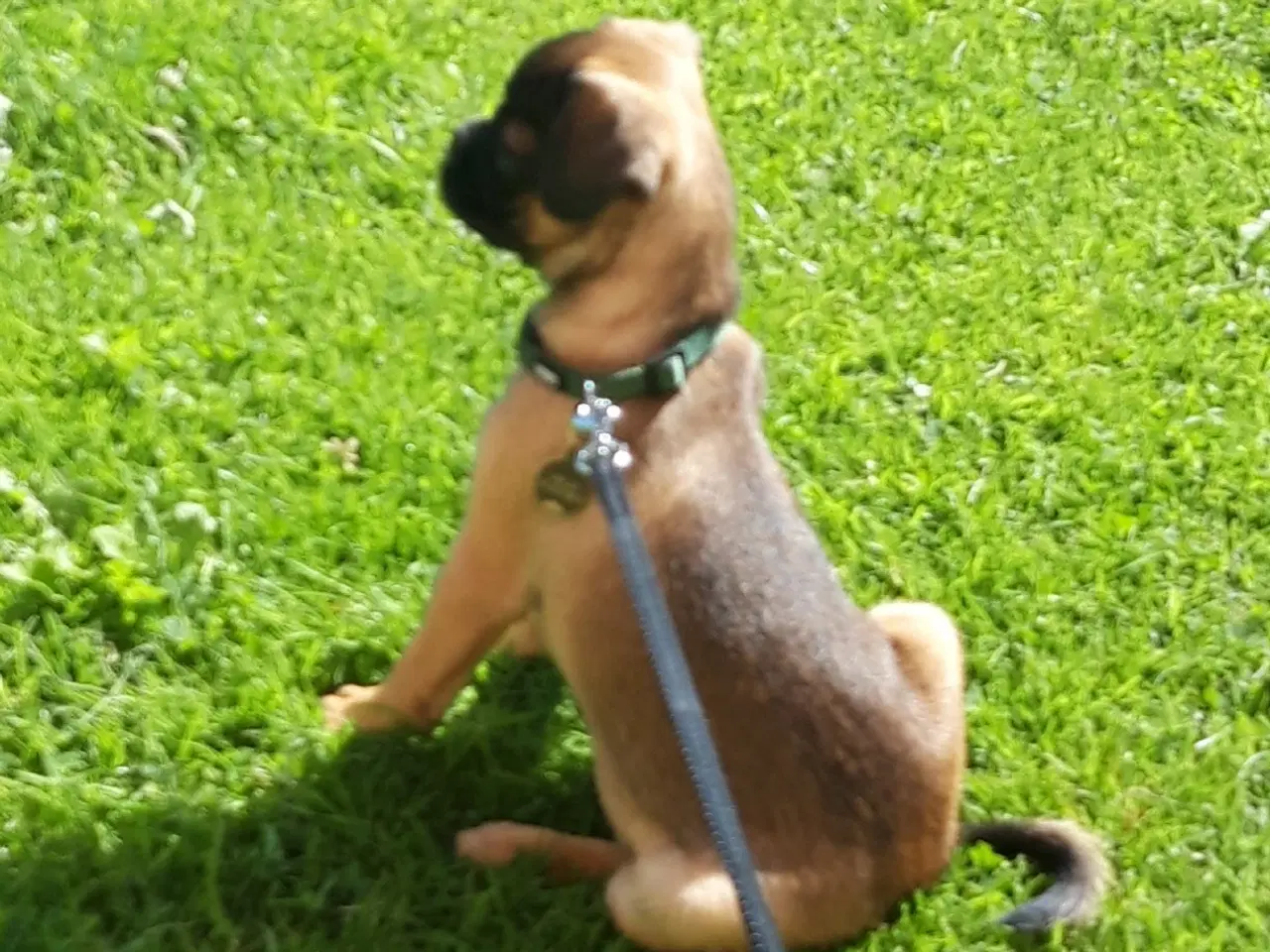 Billede 6 - MOPS BLANDING  .  Mops - Chihuahua