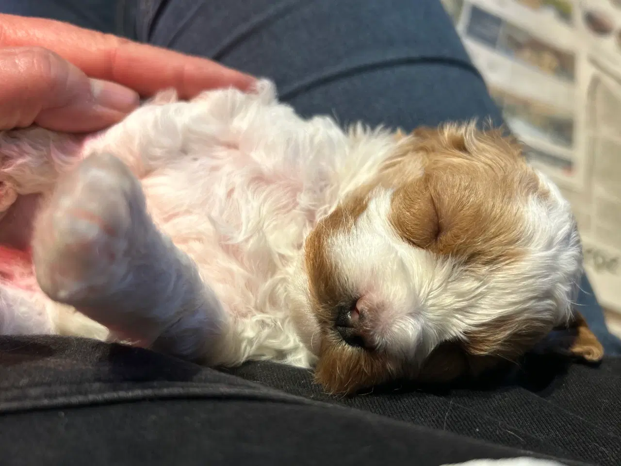 Billede 15 - Mini Cavapoo F2