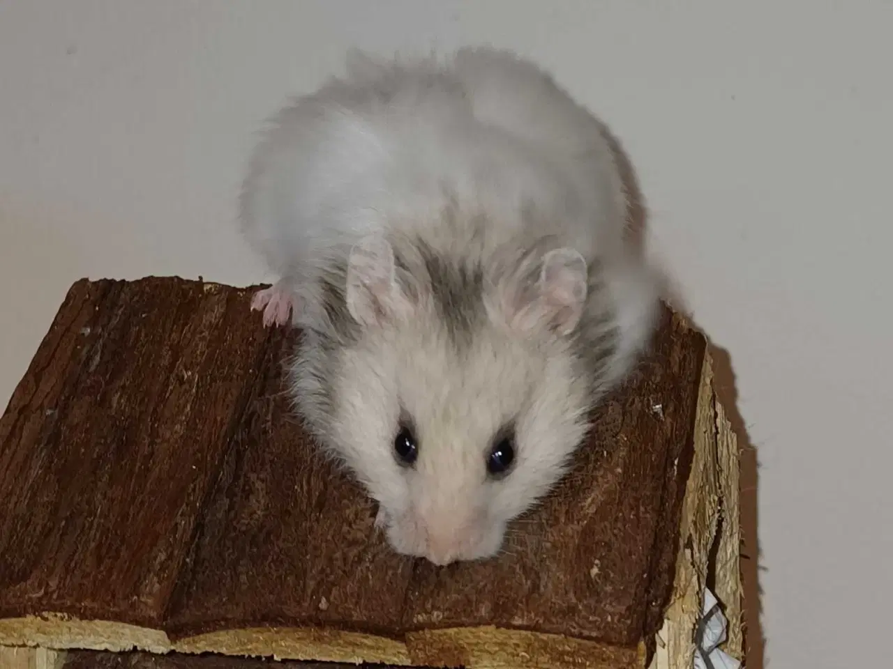 Billede 2 - Guldhamster unger