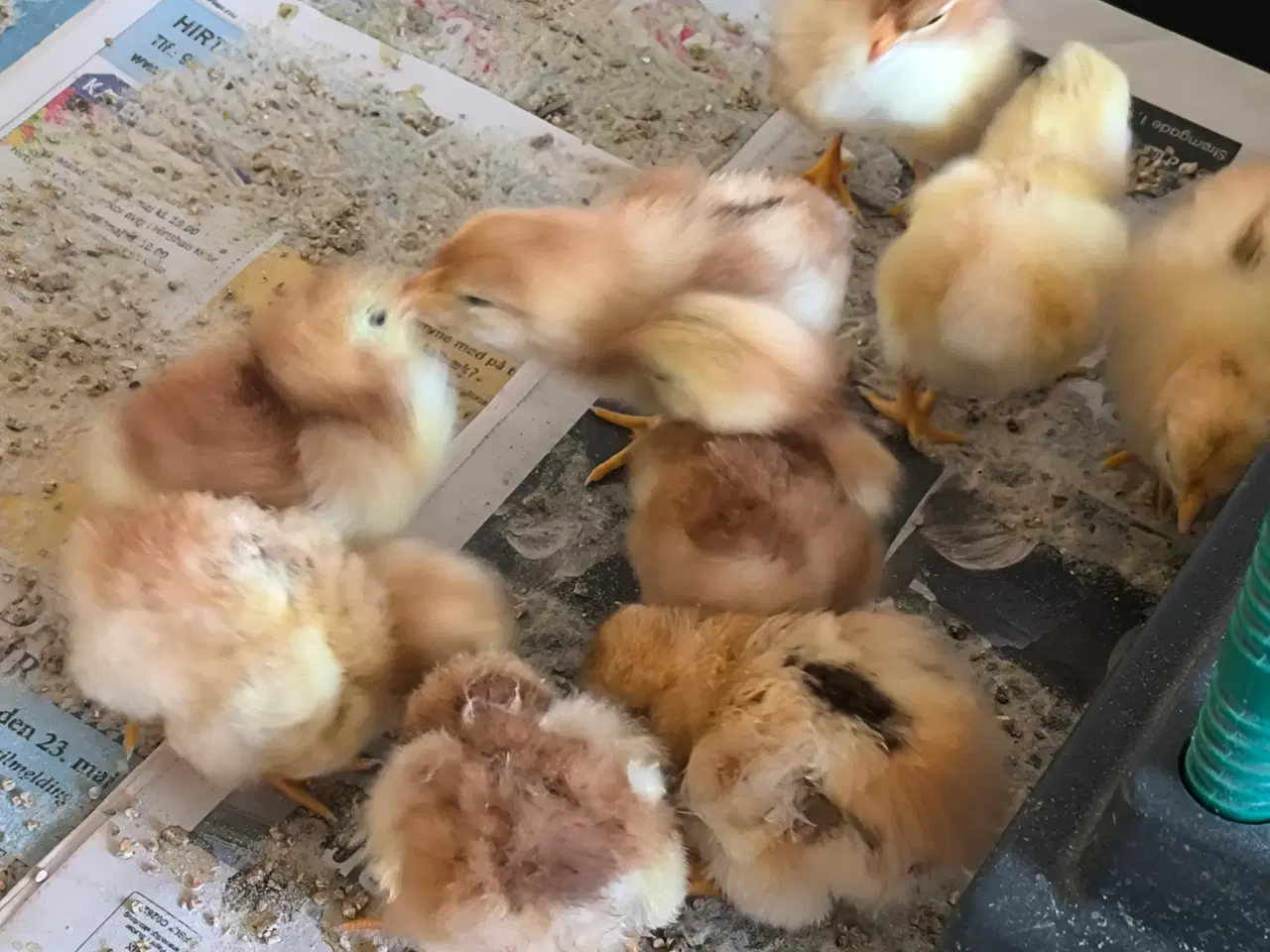 Billede 3 - Rugeæg - Dværg Wyandot - Porcelænsfarvede