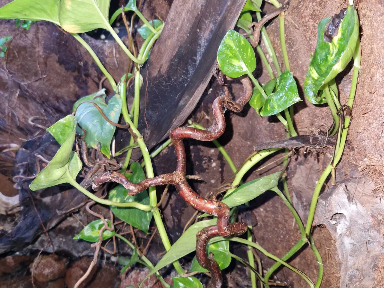 Billede 5 - Terrarie