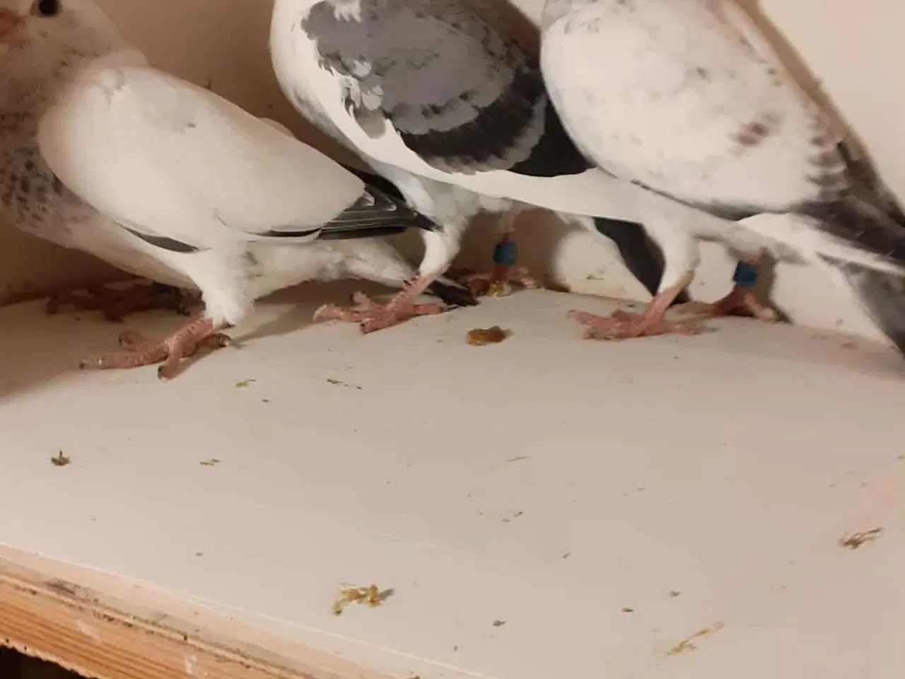 Billede 2 - Så har jeg lidt Brevduer unger der søger ny madskå