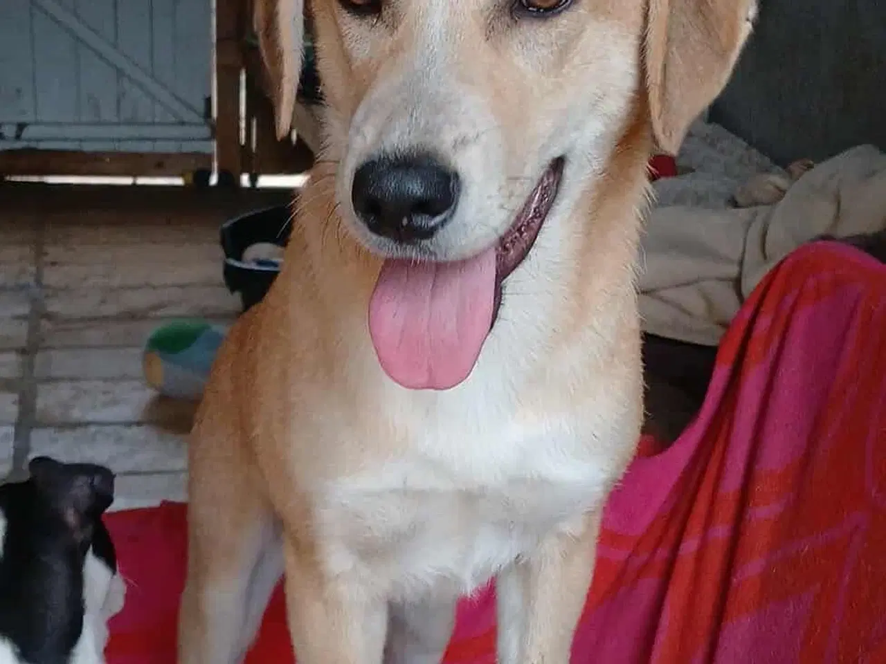 Billede 4 - Dino ønsker sig en familie i julegave