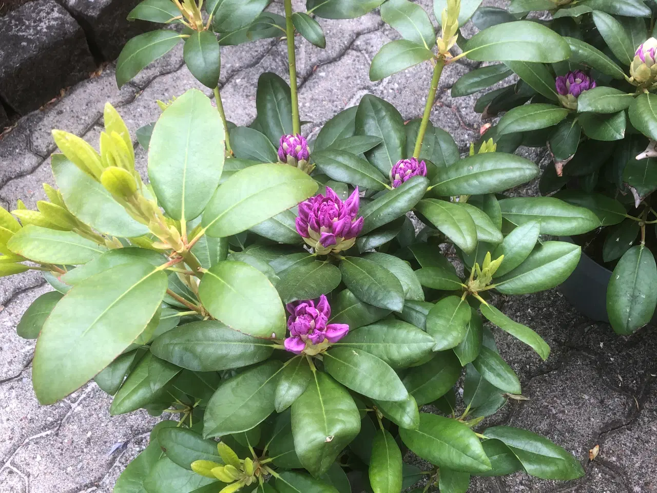 Billede 2 - Rhododendron R. Catawbiense Grandiflorum